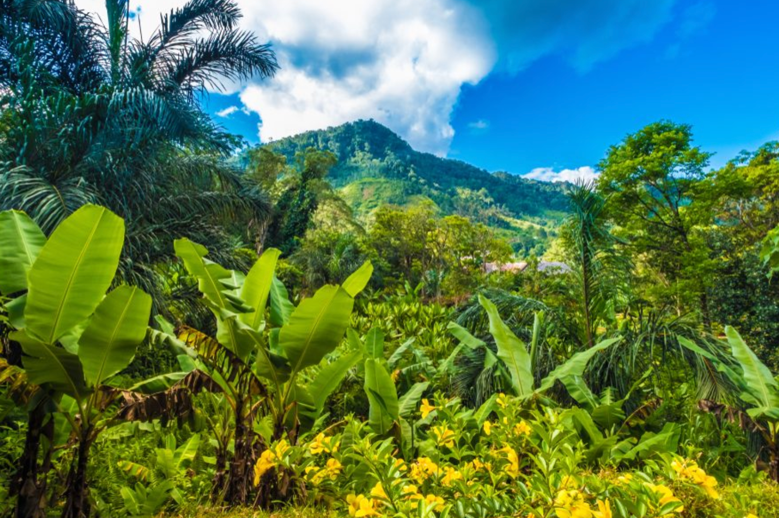 Ranomafana National Park